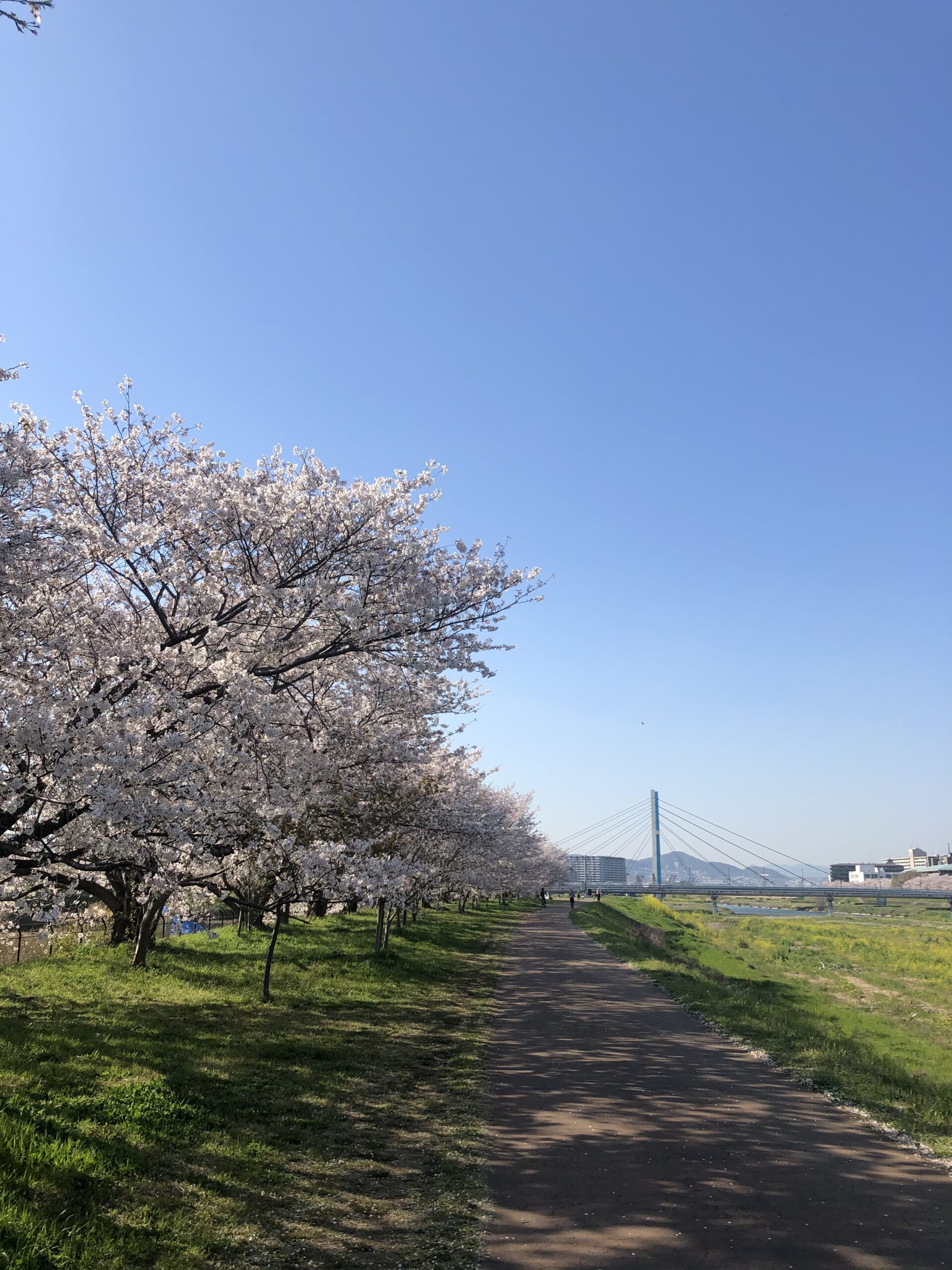 阪急園田駅 穴場 桜の綺麗なスポット 夕焼けブログ